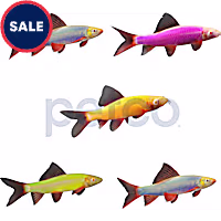 Assorted GloFish Shark 5-Pack