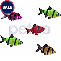 GloFish 10G Active Collection