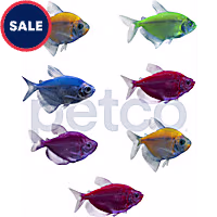 7-Pack GloFish Tetra