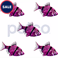 Galactic Purple Tiger Barb