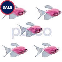 Moonrise Pink Longfin Tetra