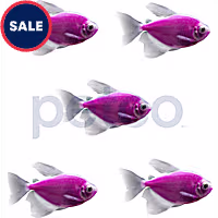 Galactic Purple Longfin Tetra