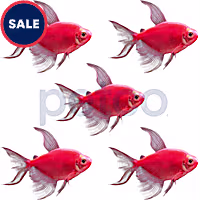 Starfire Red Longfin GloFish Tetra