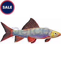 Cosmic Blue Shark GloFish