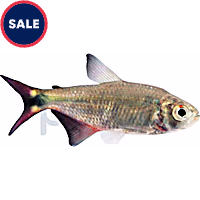 Buenos Aires Tetra