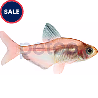 Red Minor Serpae Tetra