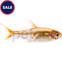 Ember Tetra