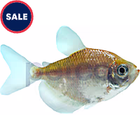 White Skirt Tetra