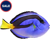 Saltwater Fish for Sale Petco