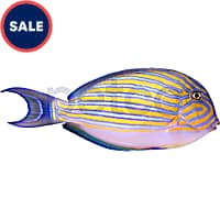 Petco saltwater best sale sale