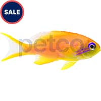 Petco saltwater fish on sale sale