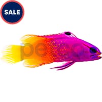 Petco saltwater sales fish guarantee