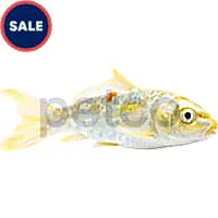 Mosquito fish for sale petco store