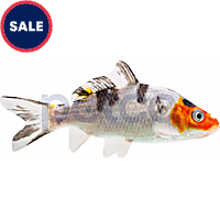 Domestic Koi