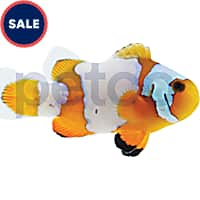 Tropical saltwater shop fish for sale