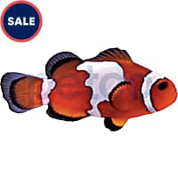 Clownfish for Sale Petco