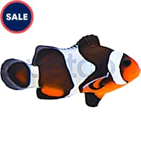 Clownfish petco clearance