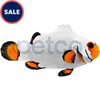 Clown discount fish petsmart