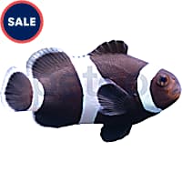 Clown fish petsmart online