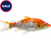 Kohaku Koi