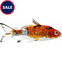 Imported Koi