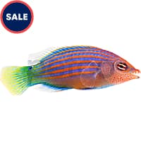 Petco hotsell saltwater fish