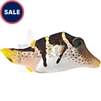 Freshwater puffer sale fish petco