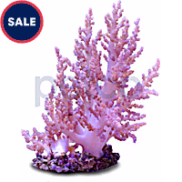 Aquacultured Nano Pink Tree