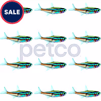 Neon Tetra