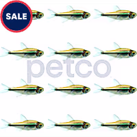 Black Neon Tetra