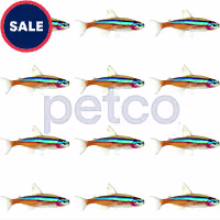 Cardinal Tetra