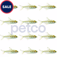 Lemon Tetra