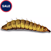 Live Insects Black Soldier Fly Larvae