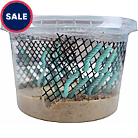 Live Insects Hornworms Habitat Cup