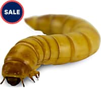 Live Insects Giant Mealworms
