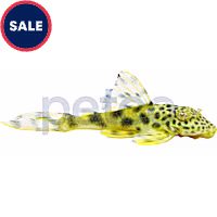 Para Yellow Spotted Plecostomus L-075