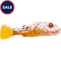 Mosquito fish for sale petco hotsell