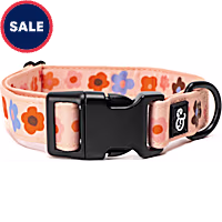 Lucy & Co. The Let's Groove Dog Collar