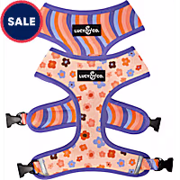 Lucy & Co. The Let's Groove Reversible Dog Harness