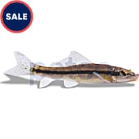 Buy Fish Online Betta Saltwater Aquarium Fish Petco