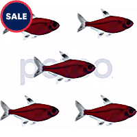 Starfire Red Pristella Tetra