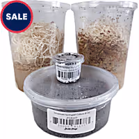 ive Insects Dart Frog Feeder Bundle