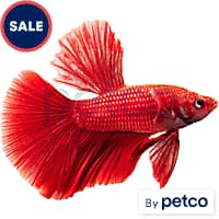 Stores that sell pet fish store