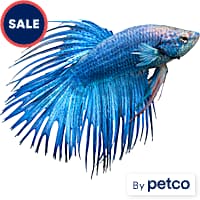 Blue marble betta top petco