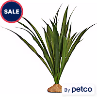 Imagitarium Orchid Grass Terrarium Plant