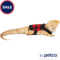 Bearded dragon hammock petco top