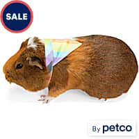 Guinea pig costumes petco clearance