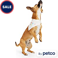 Petco dog bandanas shop