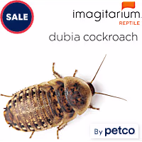 Dubia Cockroaches (Blaptica dubia)