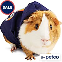 Guinea pig cheap leash petco